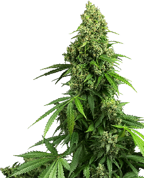 Sensi Seeds - Banco de semillas de marihuana