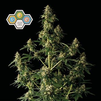 Venta de pack de 100 semillas autoflorecientes de Sweet Seeds baratas  Variedades + Speed Auto