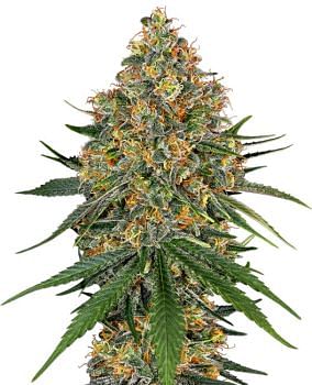 Sale of feminised cannabis seed Greenhouse Seeds Fullgas!