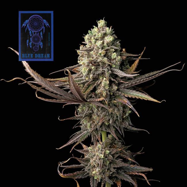 ✓AUTO BLUE DREAM (00 Seeds) Semilla Marihuana Feminizada Alto THC