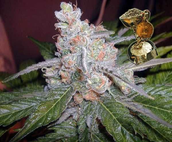 The Purps Regular Seeds - 12 | Seedsman since 2002 The Purps Regular Seeds - 12 | Seedsman since 2002