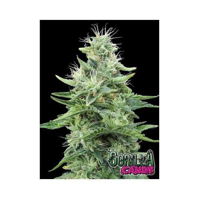 Semillas Auto {Feminizadas} Gorilla Candy, Comprar desde Seedsman