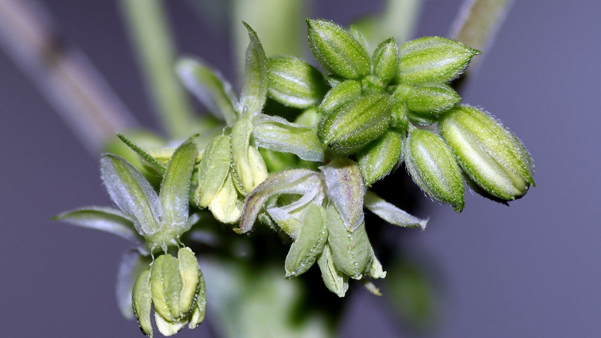 how-to-tell-if-your-cannabis-plant-is-pollinated