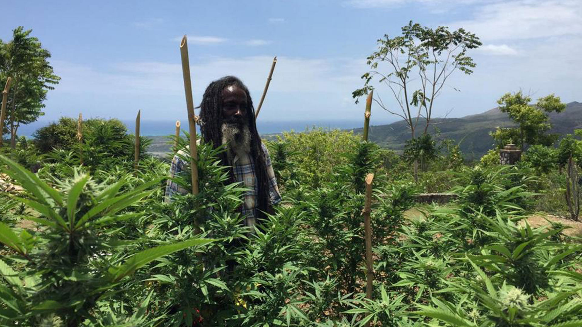 Jamaica: Cannabis and Rastafari