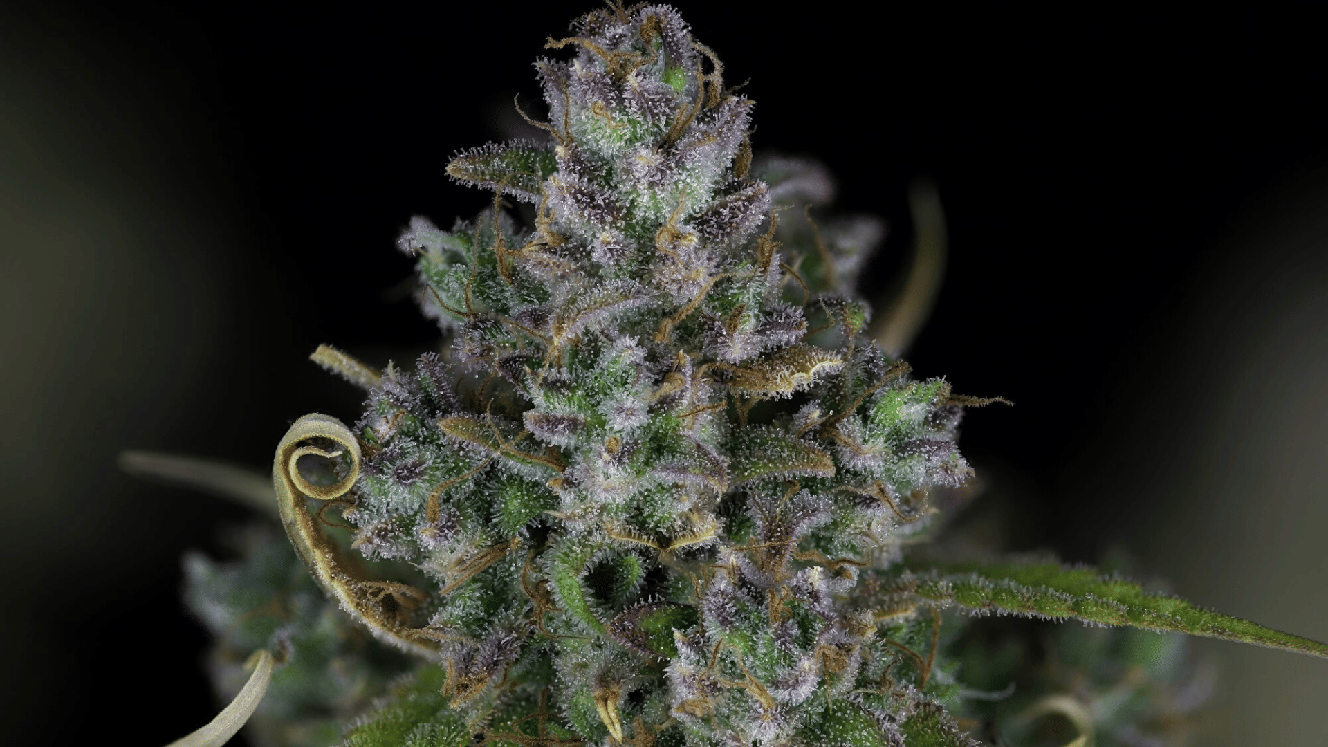 The Top 5 Citrus Strains