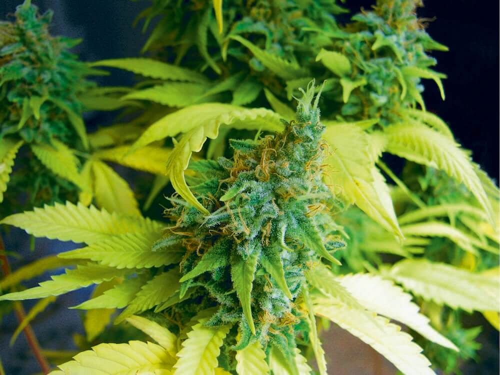 How to Grow Cannabis Using the Sea of Green Method