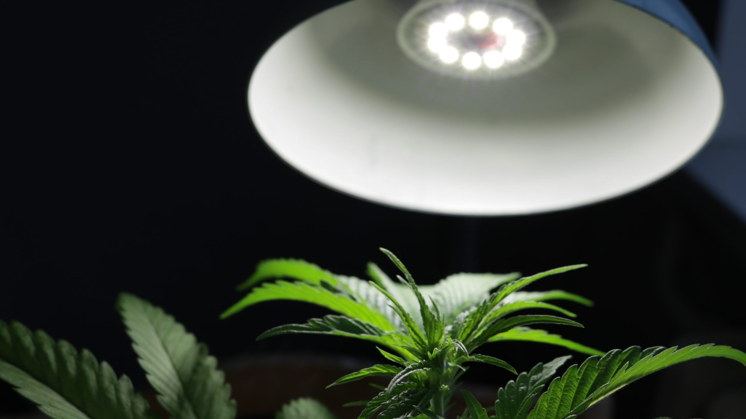How To Stop Cannabis Plants From Falling Over