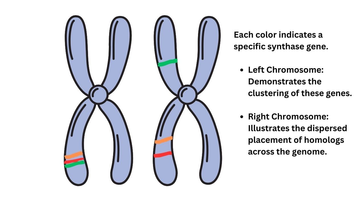 Unravelling The Genomic Secrets Of Cannabis