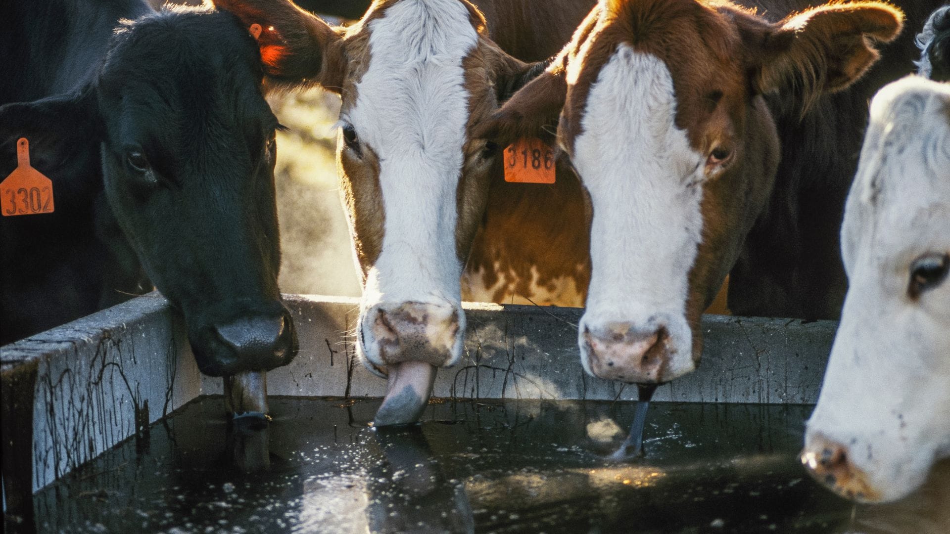 Using Molasses To Grow Cannabis