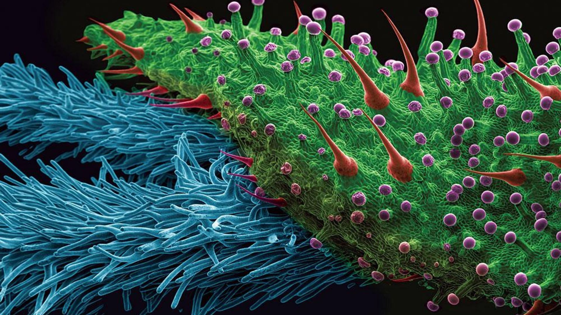 Cannabis trichomes under the electron microscope- Alchimia Grow Shop