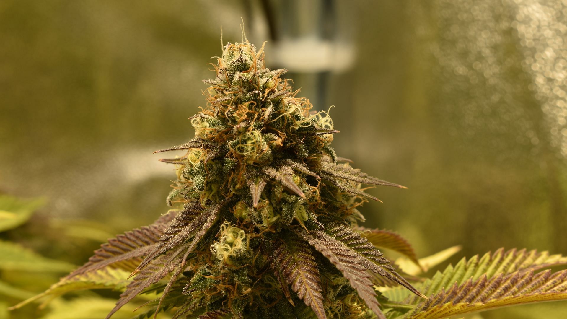 Sour Diesel: The Story And The Seeds