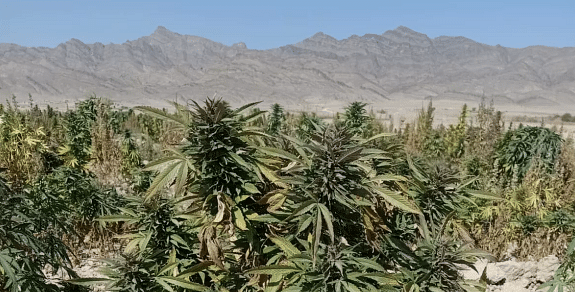 Top 10 Cannabis-Samen für den Anbau im Gebirge