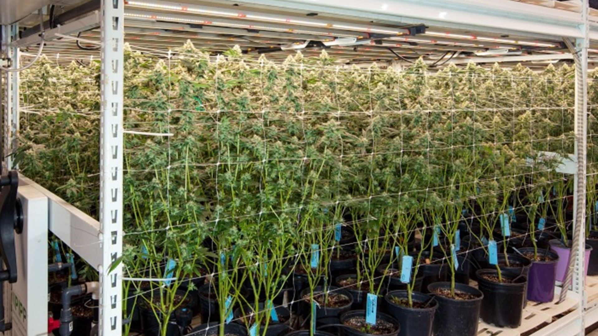 Hours Of Light For Autoflowering Cannabis