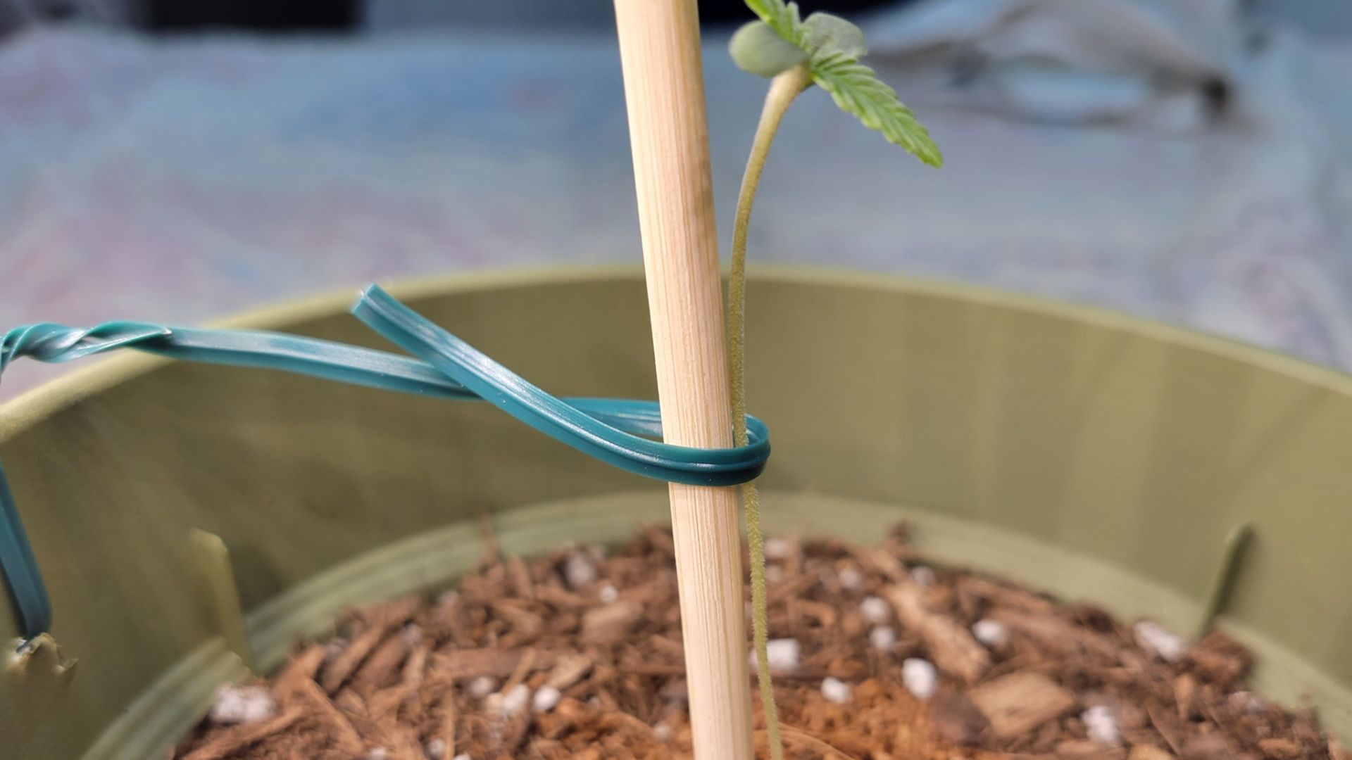 Why Are My Cannabis Seedlings Falling Over?