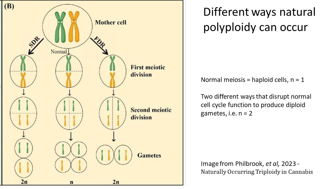 Understanding Triploid Cannabis